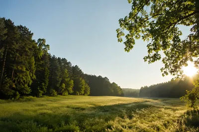 Peaceful Green Meadow and Forest Background