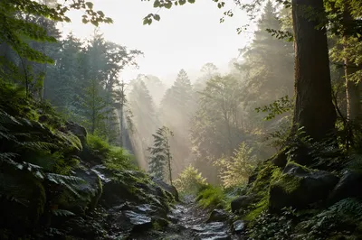 Misty Green Forest Renewal Background