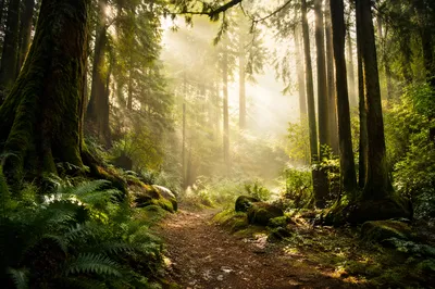 Peaceful Green Forest Path with Morning Mist