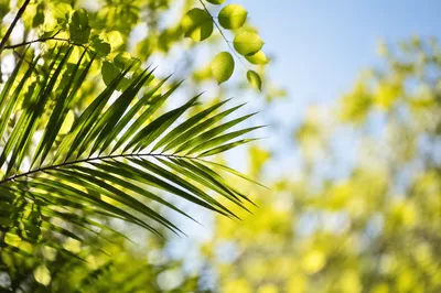 Sunlit Green Palm Leaves Overhead