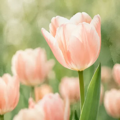 Pastel Peach Tulips in Peaceful Garden