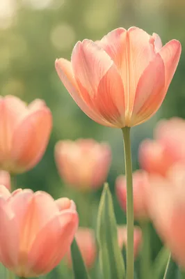 Peaceful Peach Pink Tulips Garden Background