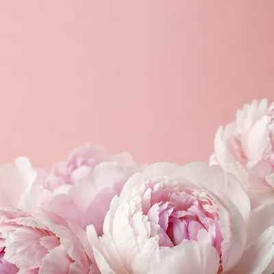 Soft Blush Pink Tulip Floral Background