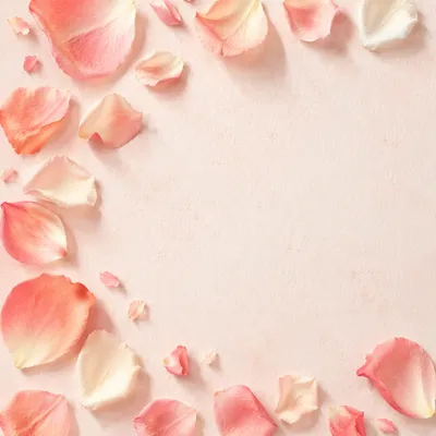 Soft Pink Rose Petal Pastel Background