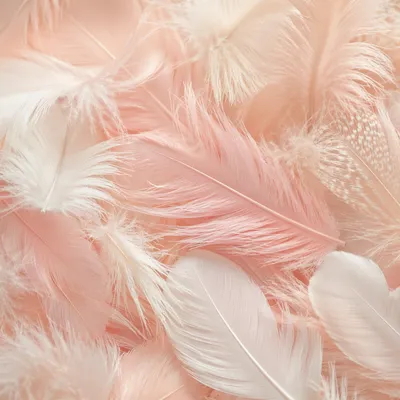 Soft Pink Feather Pastel Background Texture
