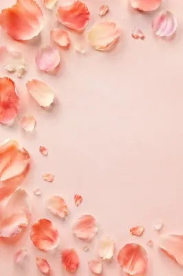Soft Pink Rose Petal Pastel Background
