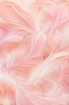 Soft Pastel Pink Feather Background