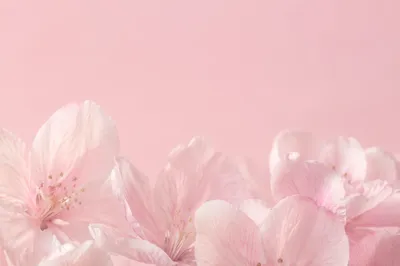 Soft Blush Tulip Petals Pastel Background