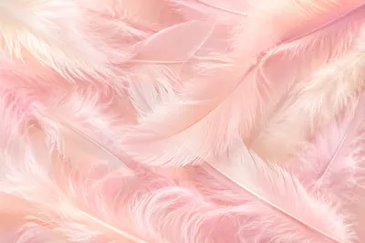 Soft Pastel Pink Feather Background