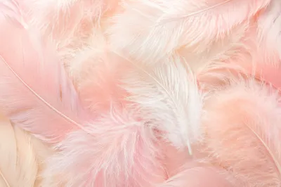Soft Pink Feather Pastel Background Texture