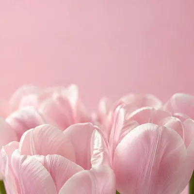 Soft Blush Pink Tulip Petal Background