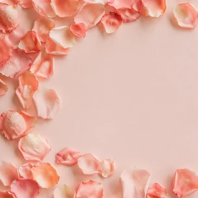 Soft Pink Rose Petal Pastel Background