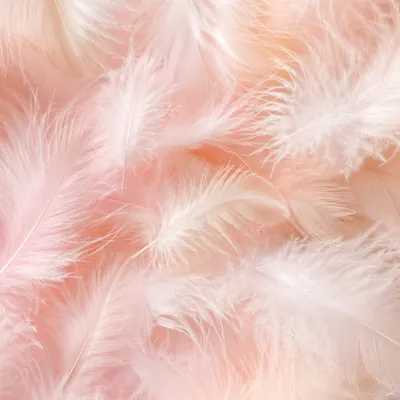 Soft Pink Feather Pastel Background