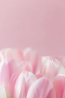 Soft Pastel Pink Tulip Background