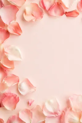 Soft Pink Rose Petal Pastel Background