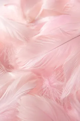 Soft Pastel Pink Feather Background
