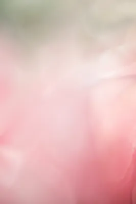 Soft Pink Pastel Gradient Background