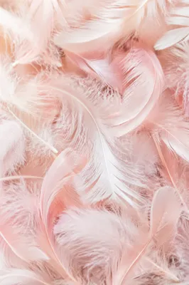 Soft Pink Feather Pastel Background