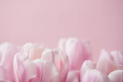 Soft Blush Pink Tulip Petal Background