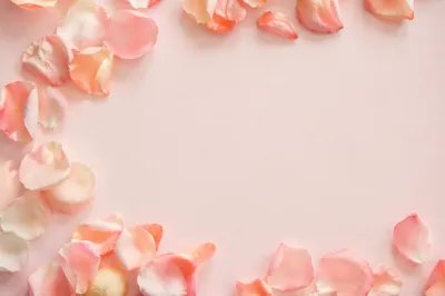 Soft Pink Rose Petal Pastel Background