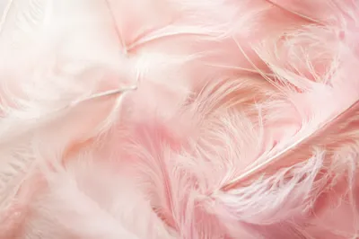 Soft Pastel Pink Feather Texture Background