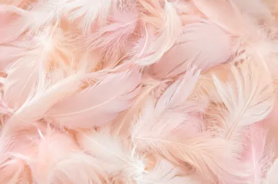 Soft Pink Feather Pastel Background