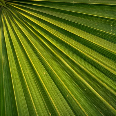 Macro Palm Leaf Texture Background