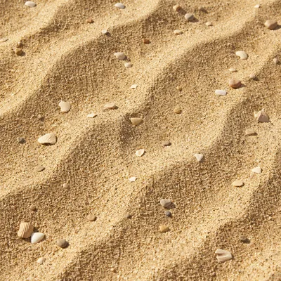 Golden Beach Sand Texture with Shell Fragments