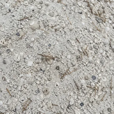 Pale Beach Sand Macro Texture