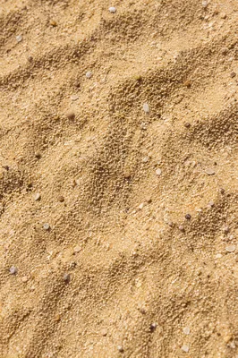 Macro Beach Sand Texture with Shell Flecks