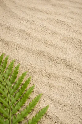 Fine Beach Sand Texture with Fern