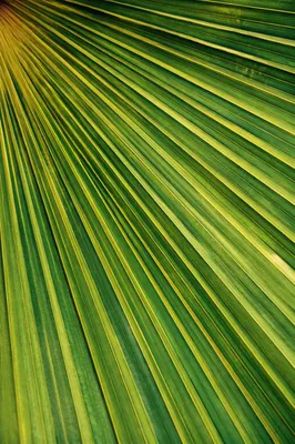 Macro Tropical Palm Leaf Texture Background
