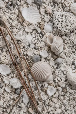 Macro Beach Sand and Shell Texture