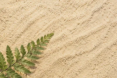 Close Up Beach Sand with Fern