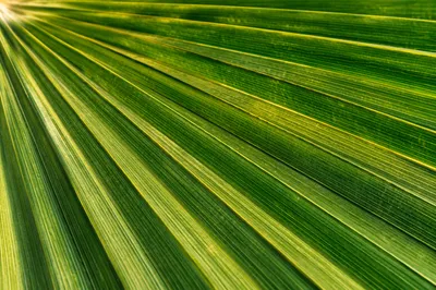 Tropical Palm Leaf Macro Texture Background
