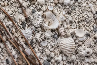 Pale Beach Sand and Shell Texture