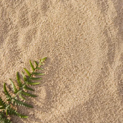 Fine Beach Sand with Coastal Fern