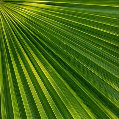 Macro Tropical Palm Leaf Vein Texture