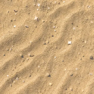 Golden Beach Sand Texture With Shell Fragments