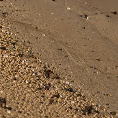 Beach Sand Texture with Coastal Details