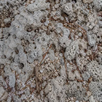 Macro Beach Sand and Limestone Texture