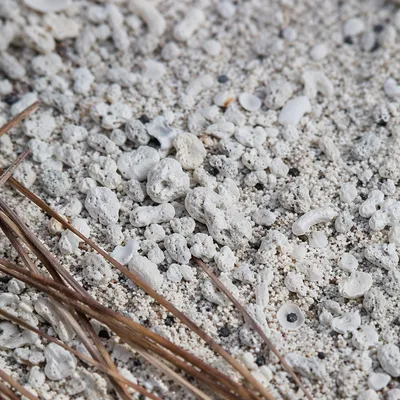 Macro Beach Sand and Shell Texture