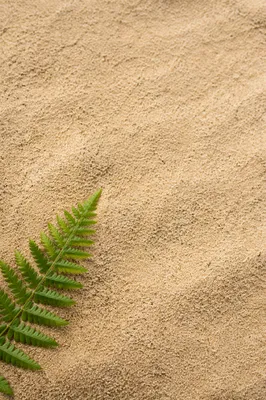 Fine Beach Sand Texture With Green Fern