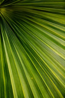 Macro Tropical Palm Leaf Texture Background