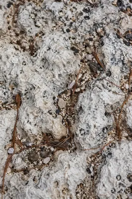 Calm Beach Sand and Limestone Texture