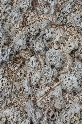 Macro Beach Sand and Limestone Texture