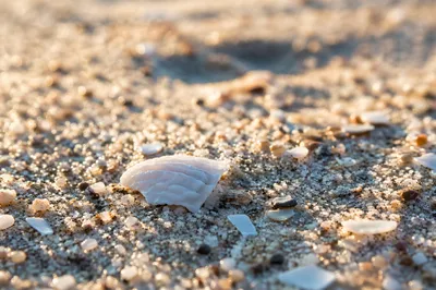 Golden Hour Beach Sand Macro Background