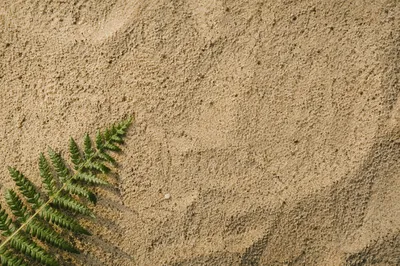 Fine Beach Sand Texture with Fern