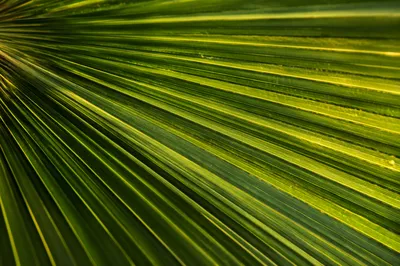Macro Tropical Palm Leaf Texture Background
