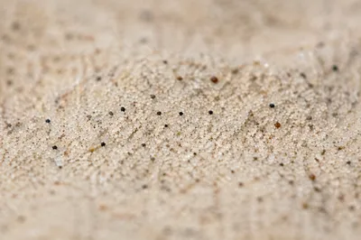 Fine Beach Sand Macro Texture Background